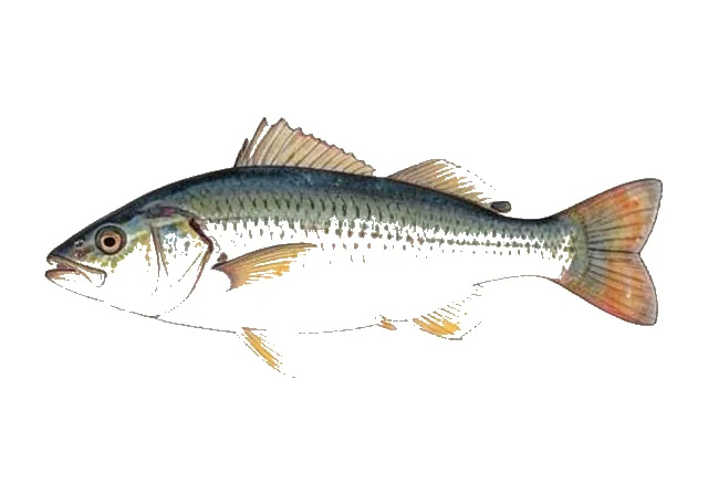 Rio Grande Longear Sunfish field guide illustration