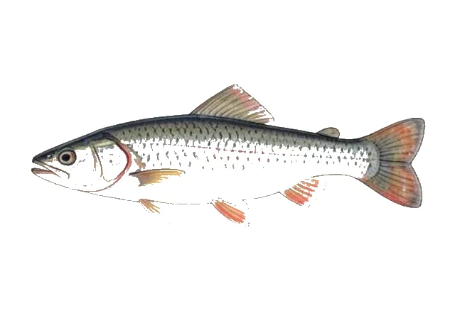 Rio Grande Silvery Minnow field guide illustration