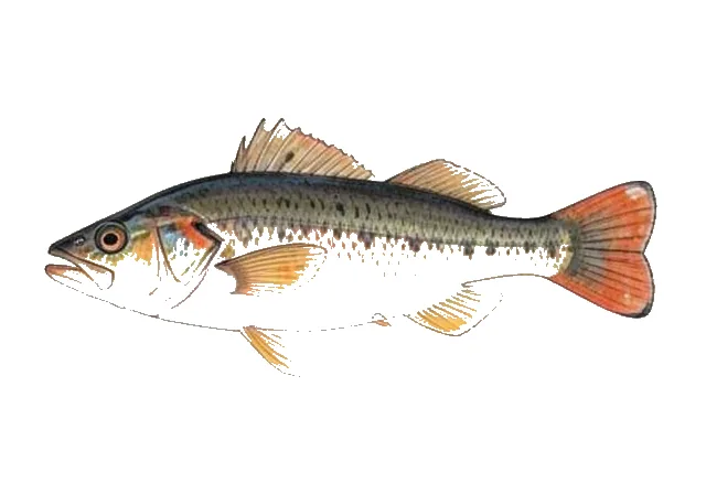 River Cardinalfish field guide illustration