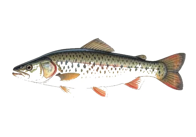 River Carpsucker field guide illustration