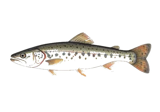 River Lamprey field guide illustration