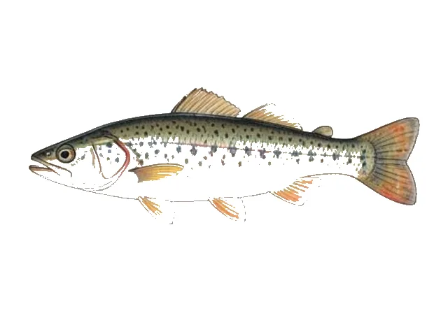 River Shiner field guide illustration