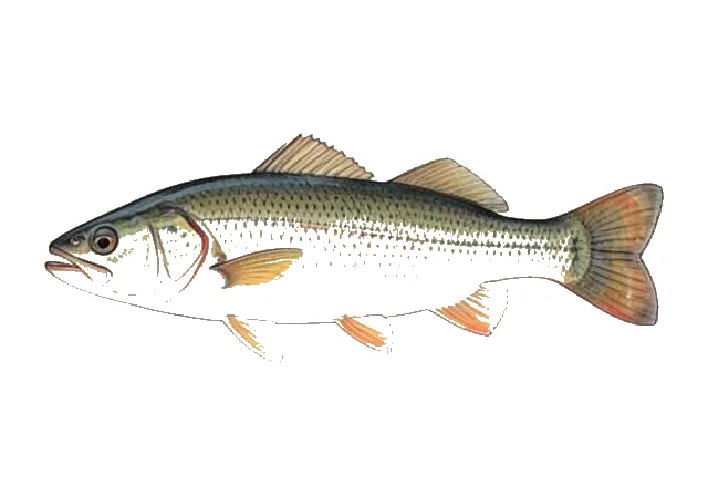 Roanoke Bass field guide illustration