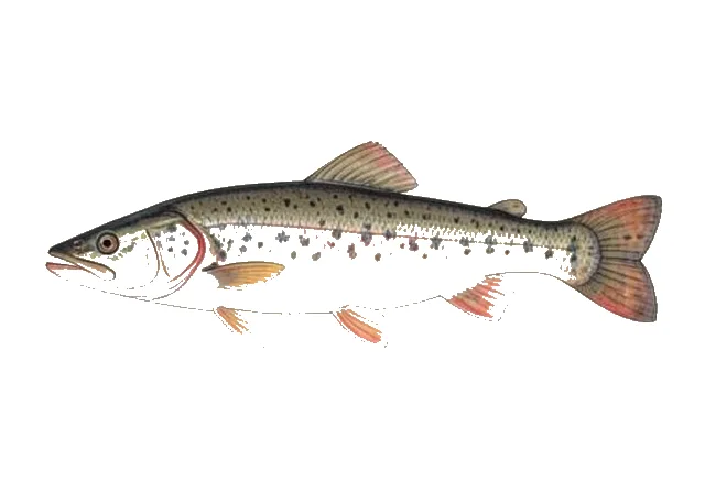 Roanoke Hog Sucker field guide illustration