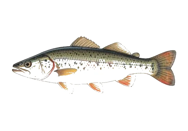 Roanoke Logperch field guide illustration