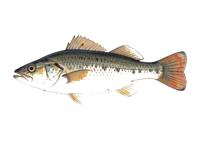 Robbermask Cardinalfish field guide illustration
