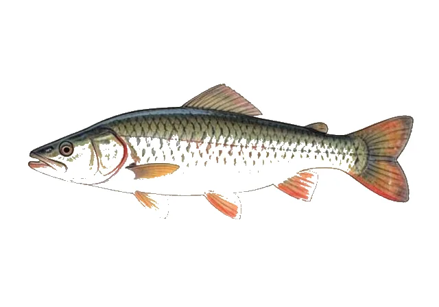 Robust Redhorse field guide illustration