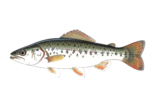 Rock Darter field guide illustration