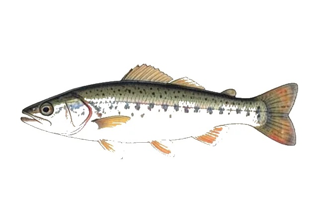 Rocky Shiner field guide illustration