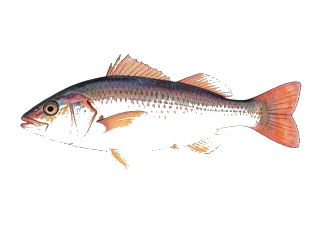 Rosy Goatfish field guide illustration