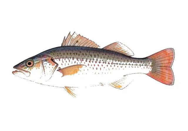 Illustration of Rosy Snapper