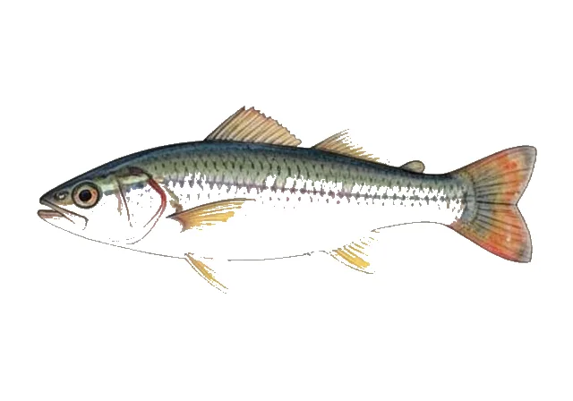 Rosyface Shiner field guide illustration
