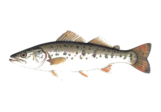 Rough Sculpin field guide illustration