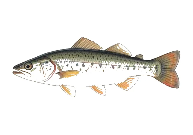 Rough Shiner field guide illustration