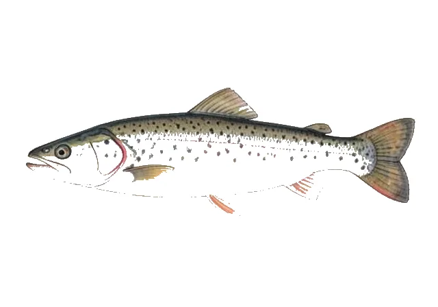 Round Whitefish field guide illustration