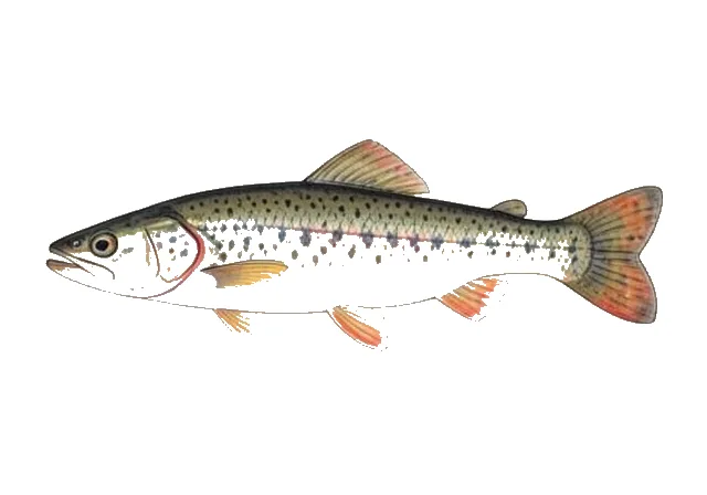 Roundnose Minnow field guide illustration