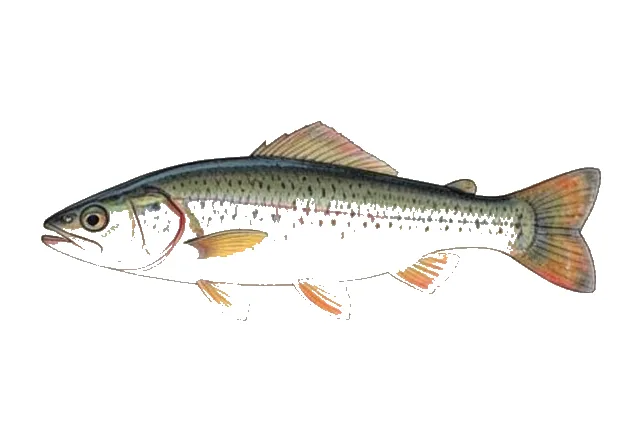 Rush Darter field guide illustration