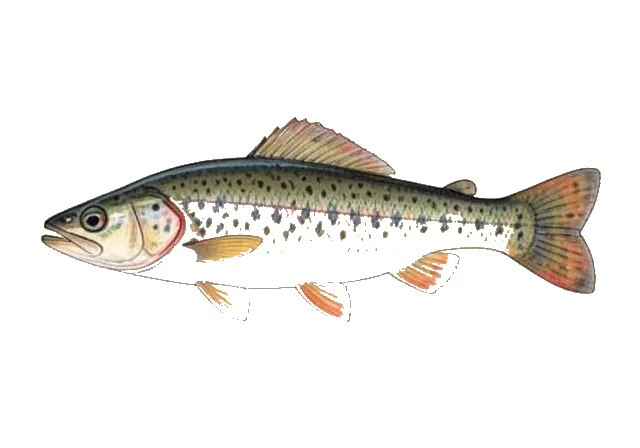 Saddleback Darter field guide illustration