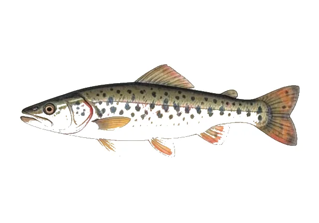 Saddled Madtom field guide illustration