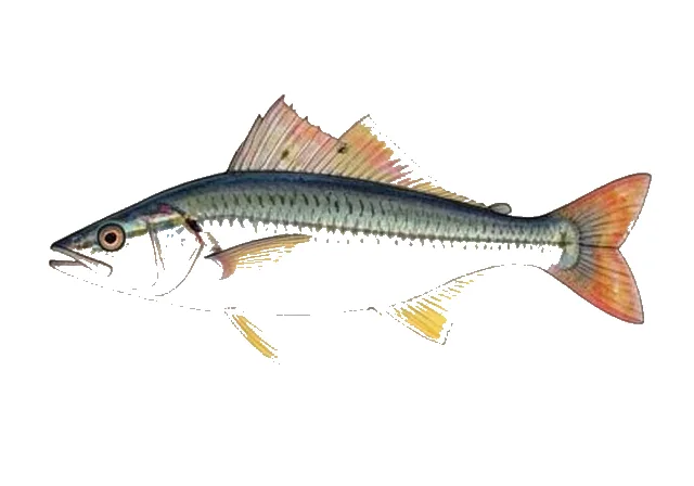 Illustration of Sailfin Flyingfish