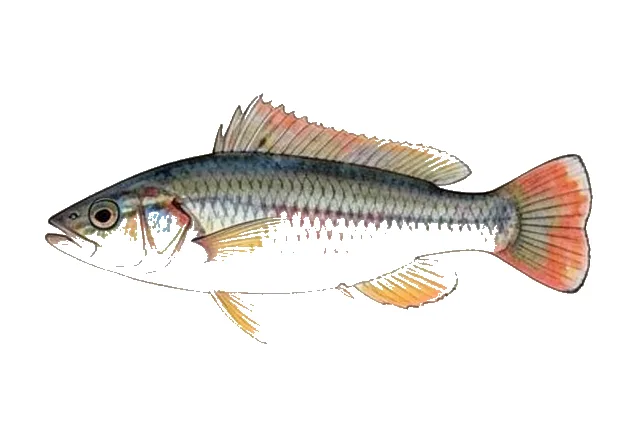 Sailfin Molly field guide illustration