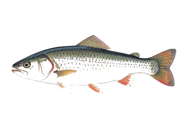 Salmo letnica field guide illustration