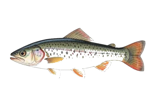Saluda Darter field guide illustration