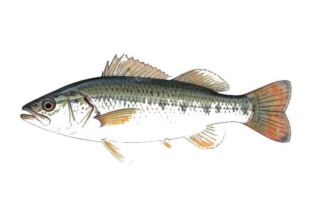 Salvin's Cichlid field guide illustration