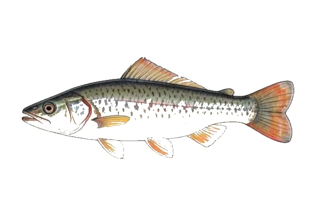San Marcos Gambusia field guide illustration