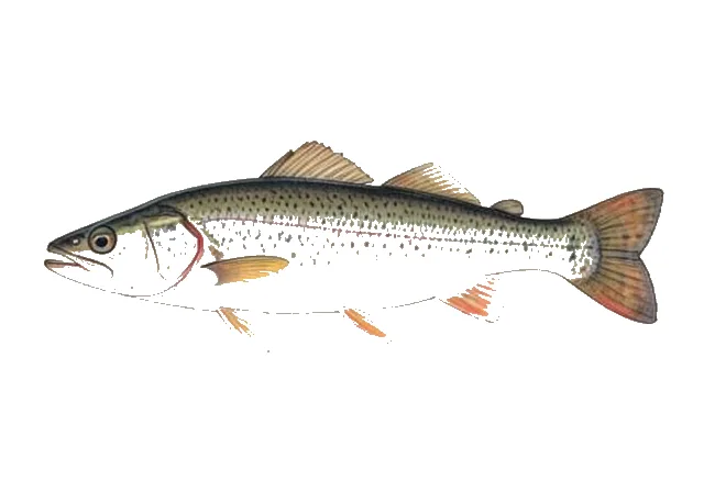 Sand Seatrout field guide illustration