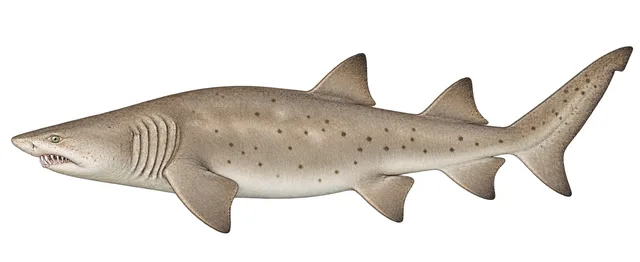 Sand Tiger Shark field guide illustration