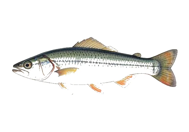 Sandbar Shiner field guide illustration