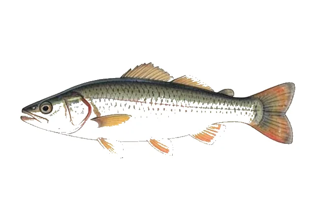Santa Ana Sucker field guide illustration