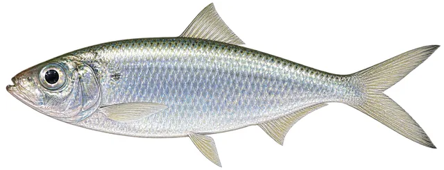 Scaled Sardine field guide illustration