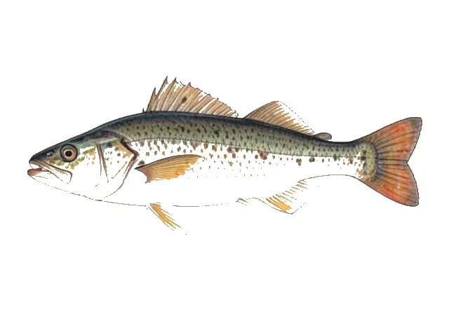 Scaly Waryfish field guide illustration