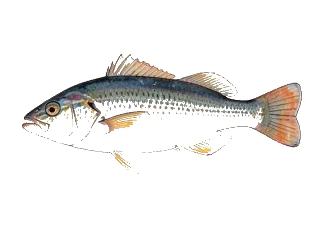 Scrawled Filefish field guide illustration