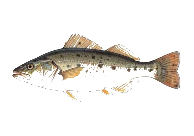 Scrawled Sole field guide illustration
