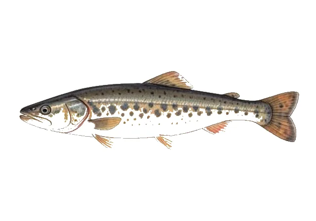 Illustration of Sea Lamprey