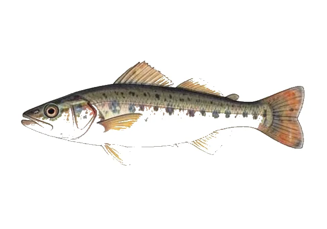 Seaboard Goby field guide illustration