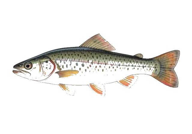 Sequatchie Darter field guide illustration