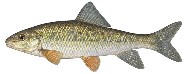 Sharpfin Chubsucker field guide illustration
