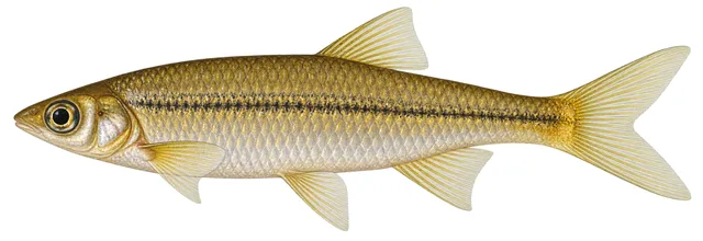 Sharpnose Shiner field guide illustration