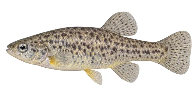 Sheepshead Minnow field guide illustration
