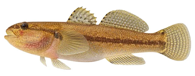 Shimofuri Goby field guide illustration