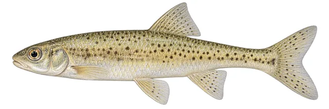 Shoal Chub field guide illustration