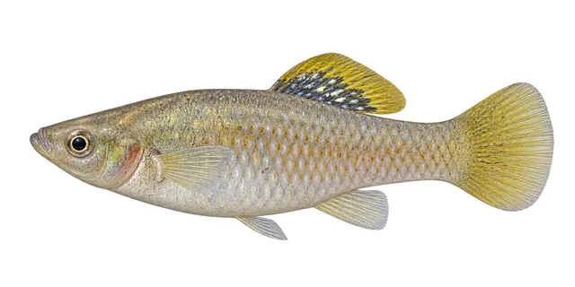 Shortfin Molly field guide illustration