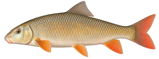 Shorthead Redhorse field guide illustration