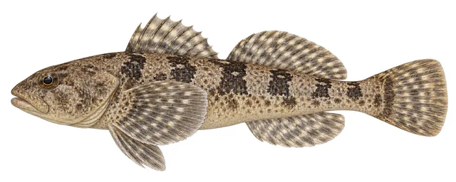 Shorthead Sculpin field guide illustration