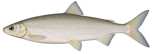 Shortnose Cisco field guide illustration