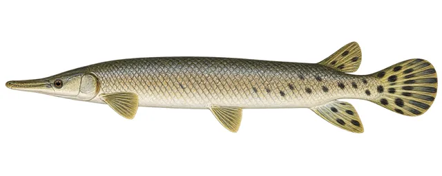 Shortnose Gar field guide illustration